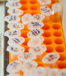 Ersatz von konventionellen Biogasen aus der Landwirtscahft