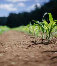 Klimaneutrale Gewinnung von Wassertoff aus biogenen Reststoffen